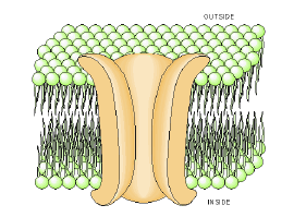 Cell membrane